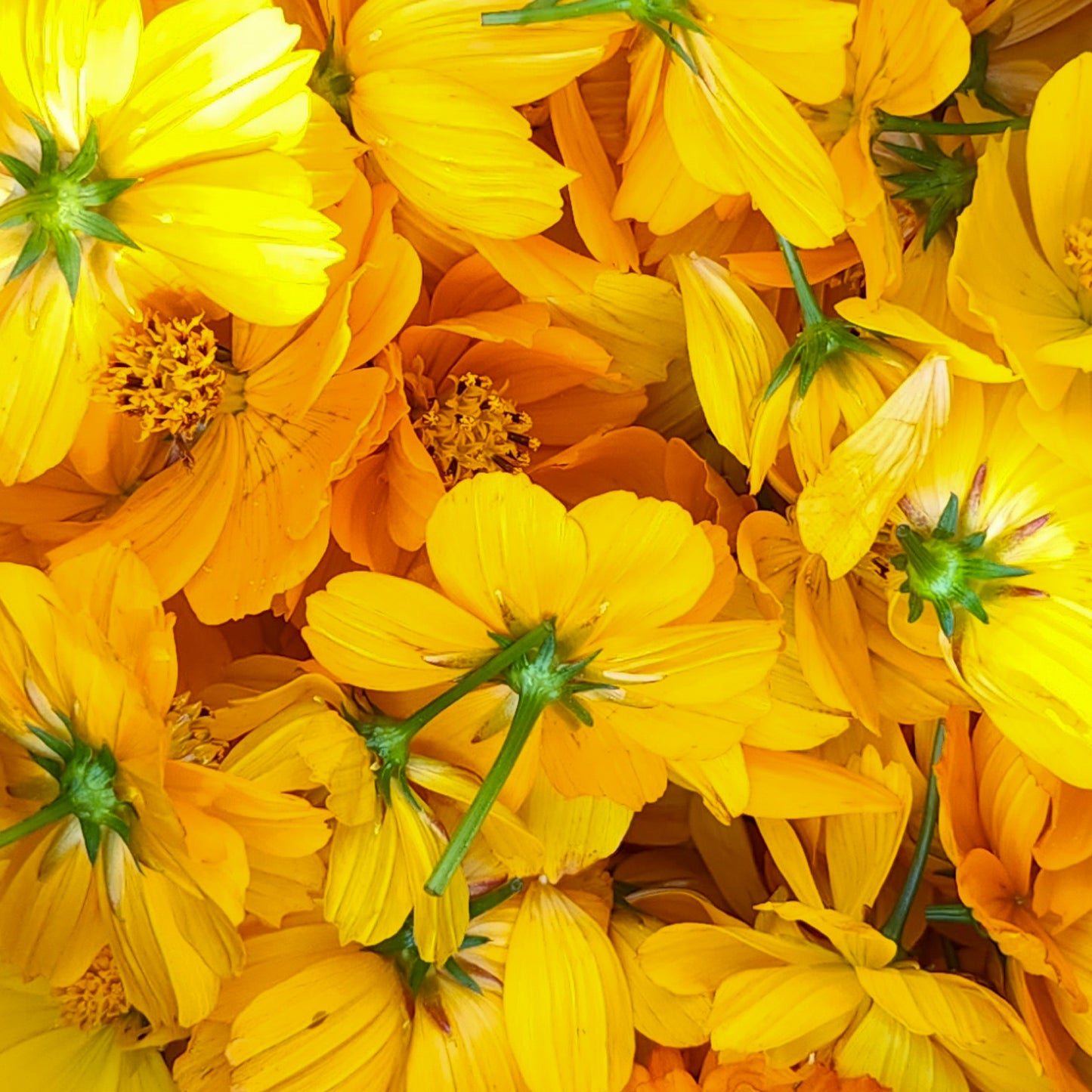 Side Lake Stitch Kit 01: May Day Flower